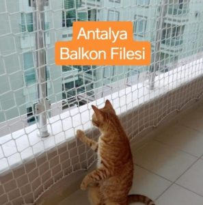 Tık Tık! Kaputta Pati Var mı?