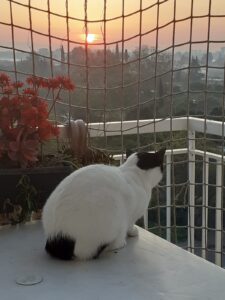 Bir Kedi En İyi Terapisttir!