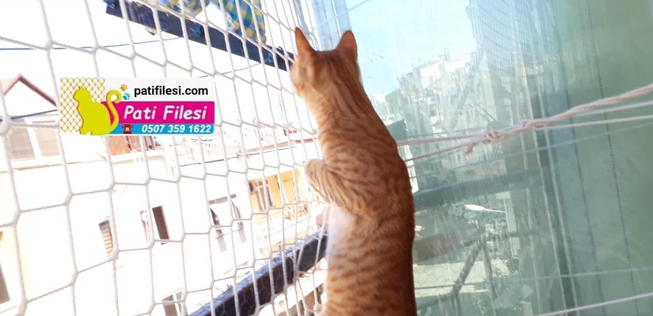 2023 KEDİ DUASI 2023